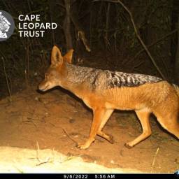 Black-backed jackal